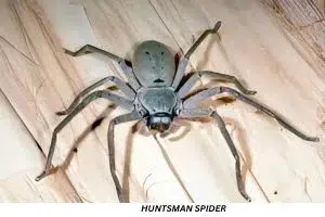 Huntsman spider