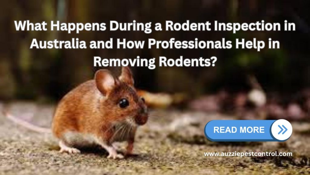 What Happens During a Rodent Inspection in Australia and How Professionals Help in Removing Rodents?