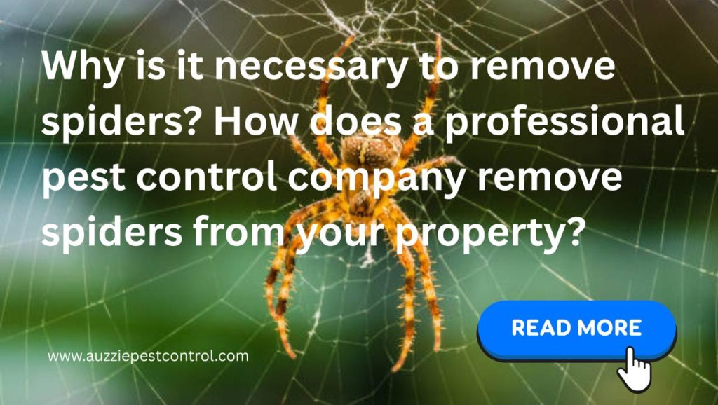 Why is it necessary to remove spiders? How does a professional pest control company remove spiders from your property?