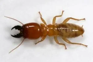 Mastotermes (Giant Termite)