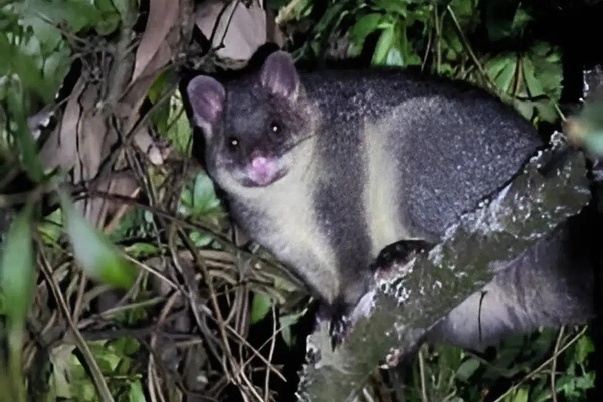 Mountain Brushtail Possum / Bobuck