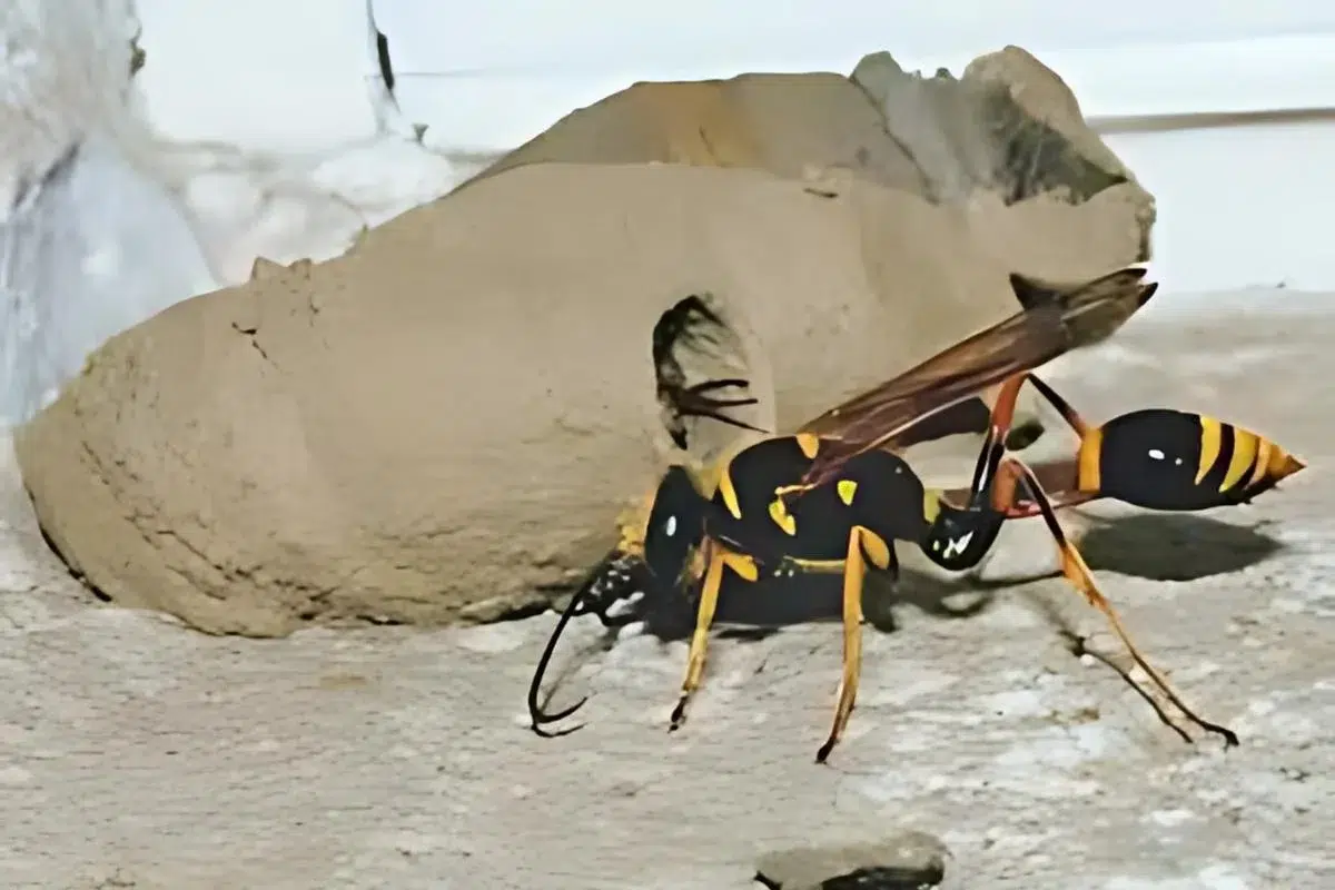 Mud Dauber Wasp