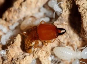 Microcerotermes Termite