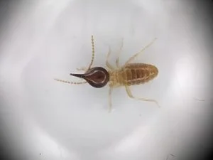 Nasutitermes (Nasute Termite)