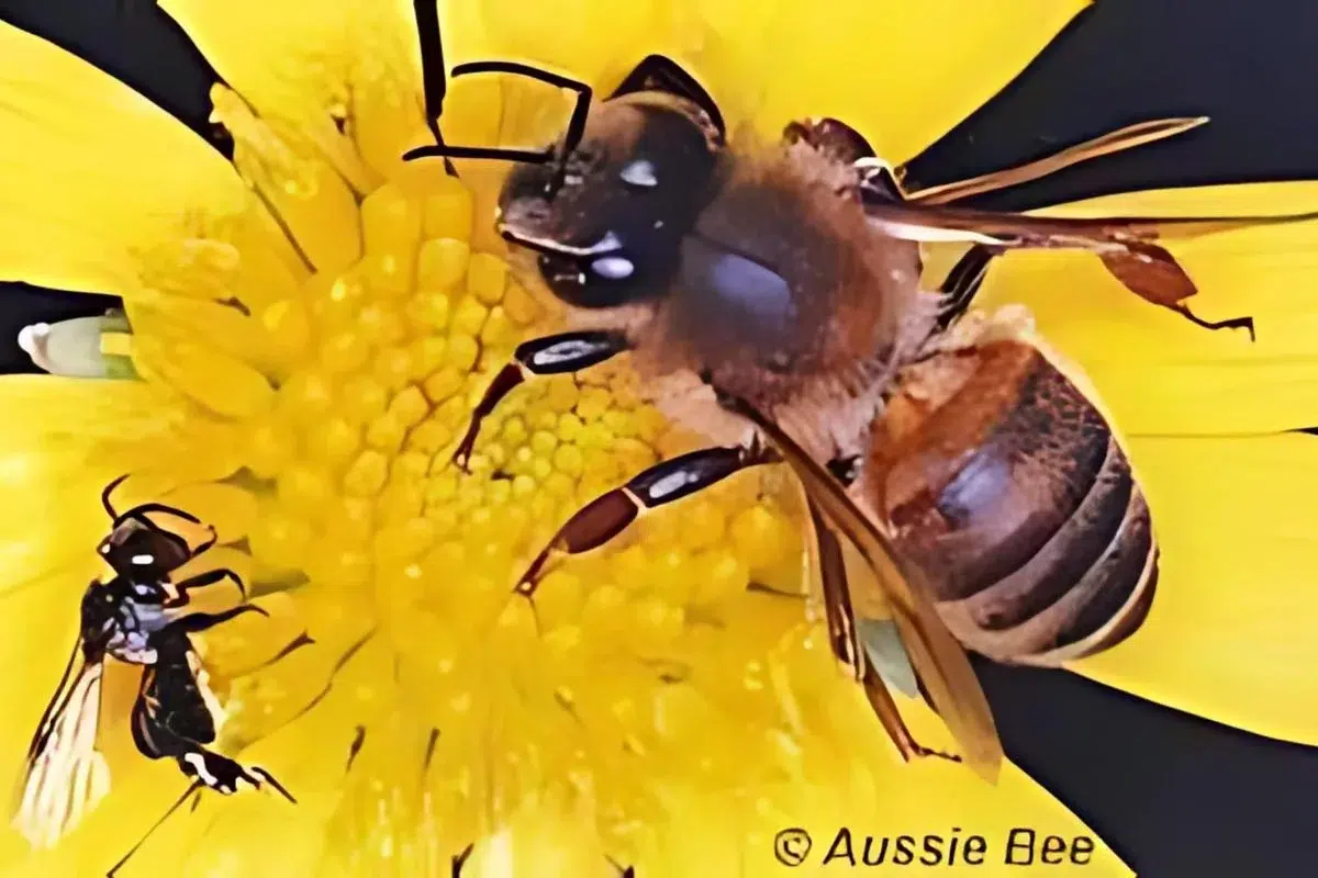 Native stingless bee
