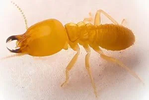 Neotermes (Ring-Ant Termite)