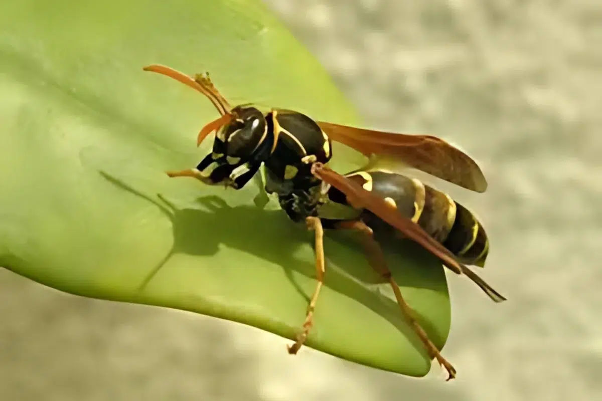 Paper Wasp