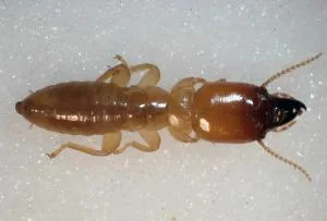 Porotermes (Dampwood Termite)