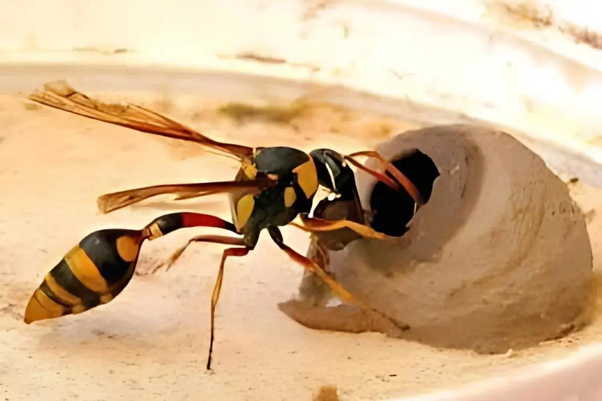 Potter Wasp
