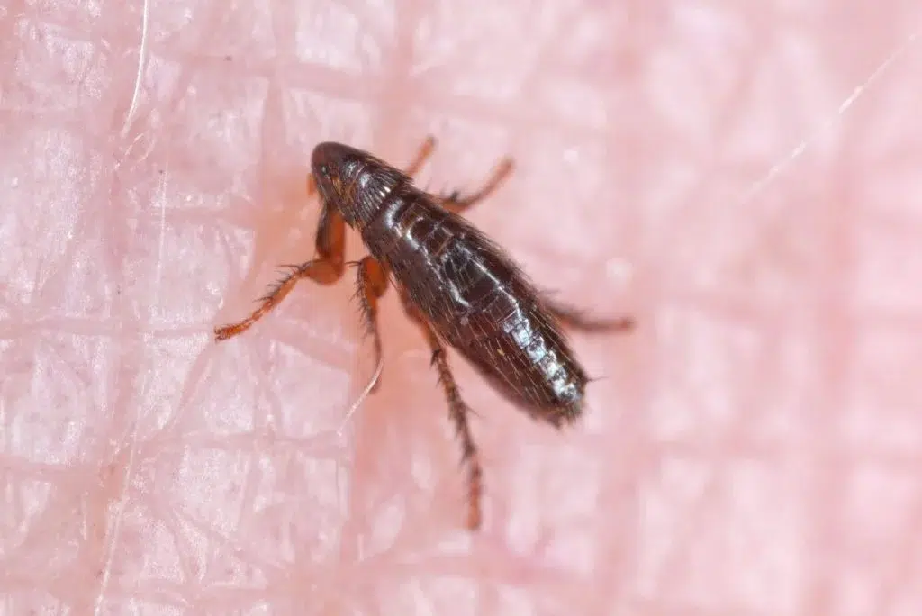 Fleas