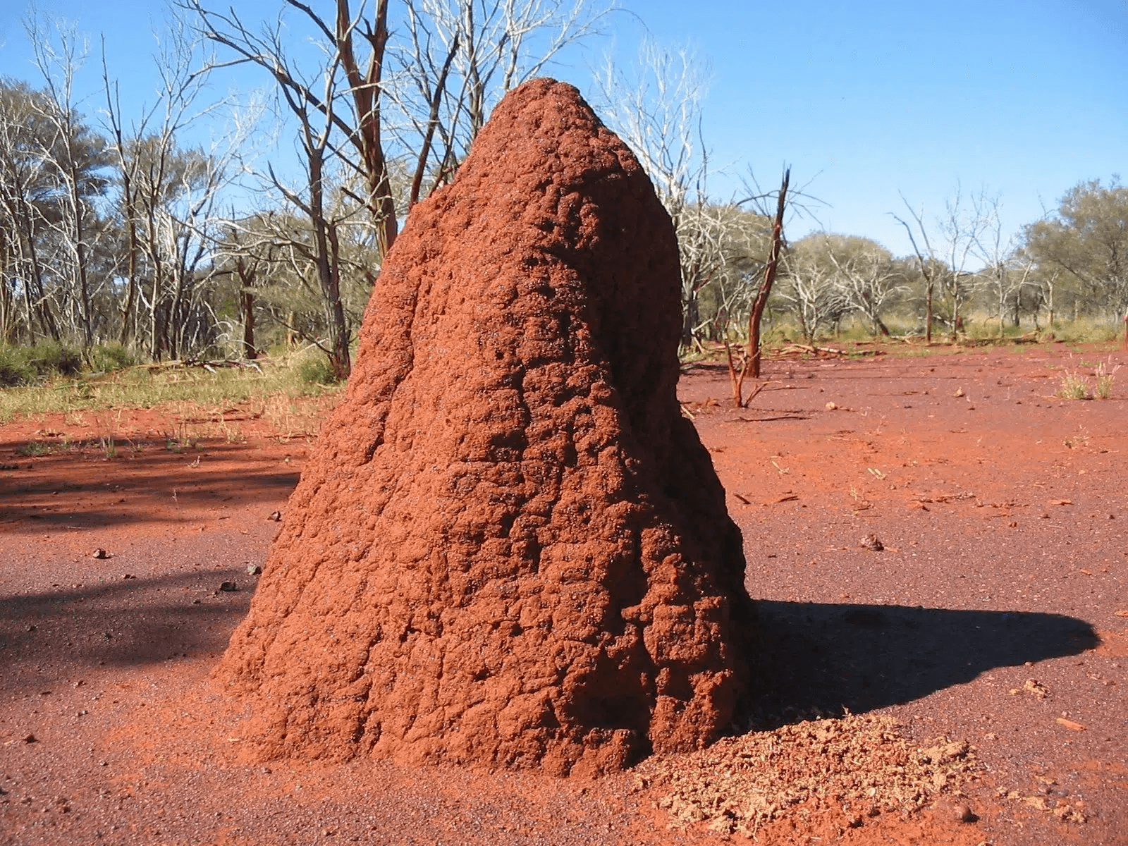 Termite Inspection