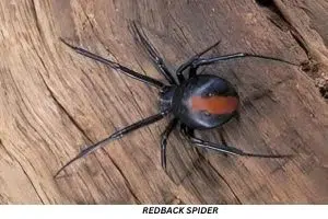 Redback spider
