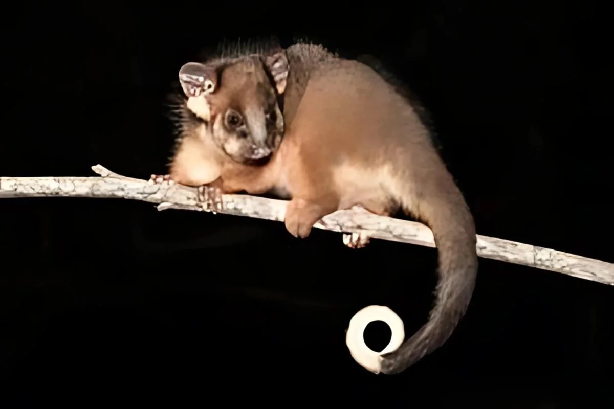 Common Ringtail Possum