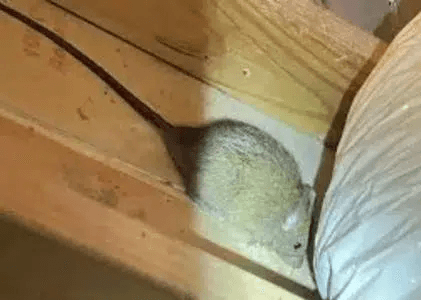 Rodent Treatment