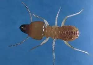 Schedorhinotermes Termite