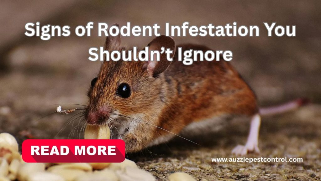 Signs of Rodent Infestation You Shouldn’t Ignore