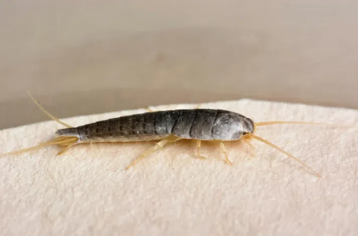Silverfish Control Brisbane