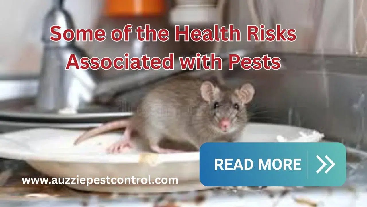 Some of the Health Risks Associated with Pests