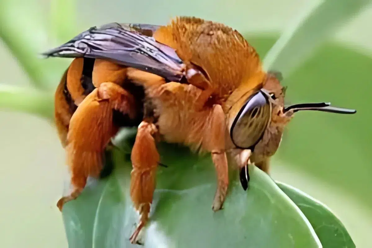 Teddy Bear Bee