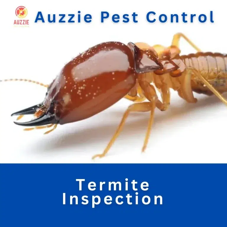 Termite Inspection