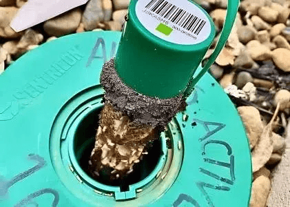 Termite Inspection
