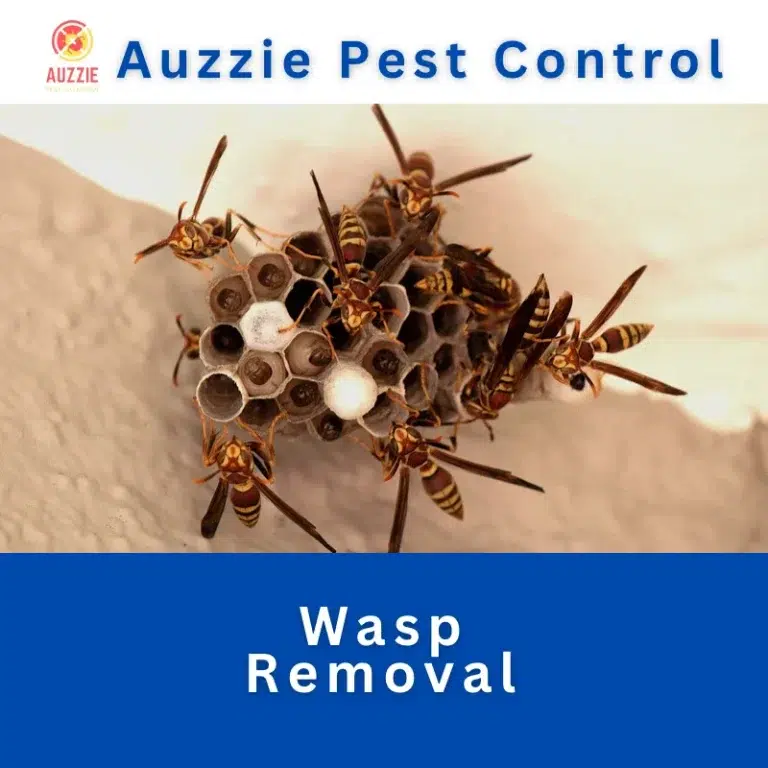 Wasp Removal