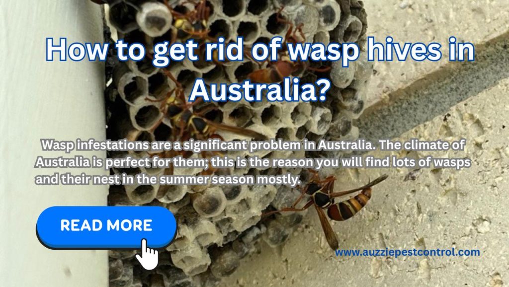 How to get rid of wasp hives in Australia? 
