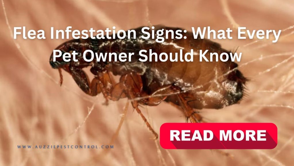 Flea Infestation Signs: What Every Pet Owner Should Know