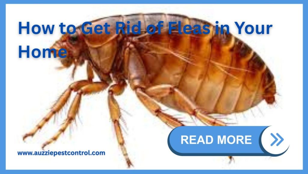 How to Get Rid of Fleas in Your Home