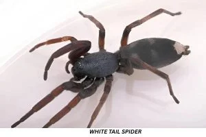 White-tailed spider
