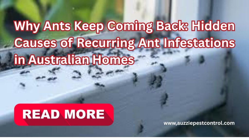 Why Ants Keep Coming Back: Hidden Causes of Recurring Ant Infestations in Australian Homes