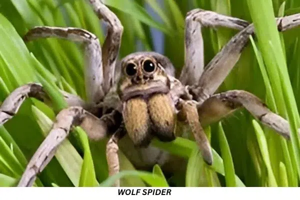 White-tailed spider