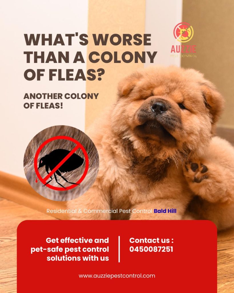 Pest control services in Bald Hills