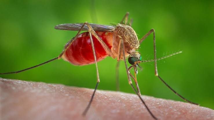 Mosquito treatment