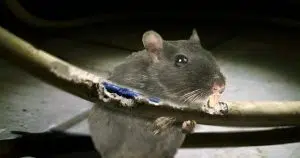 Rodent Management