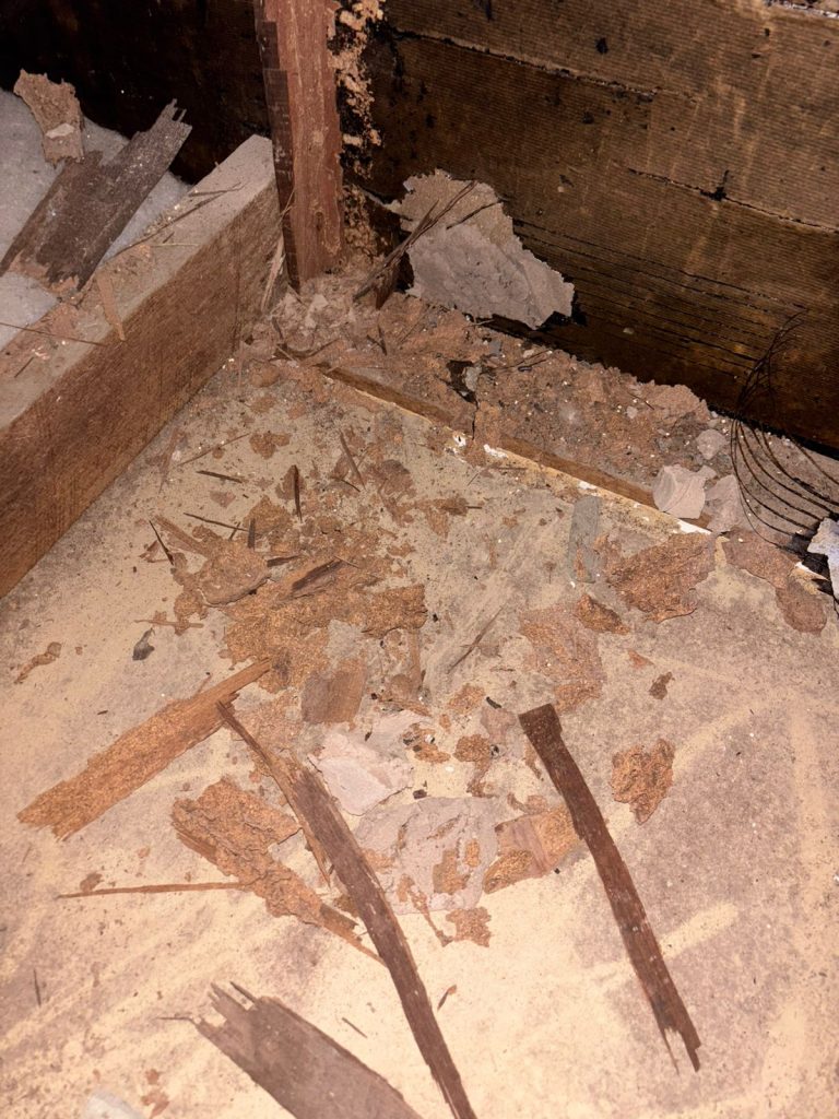 Termite inspection