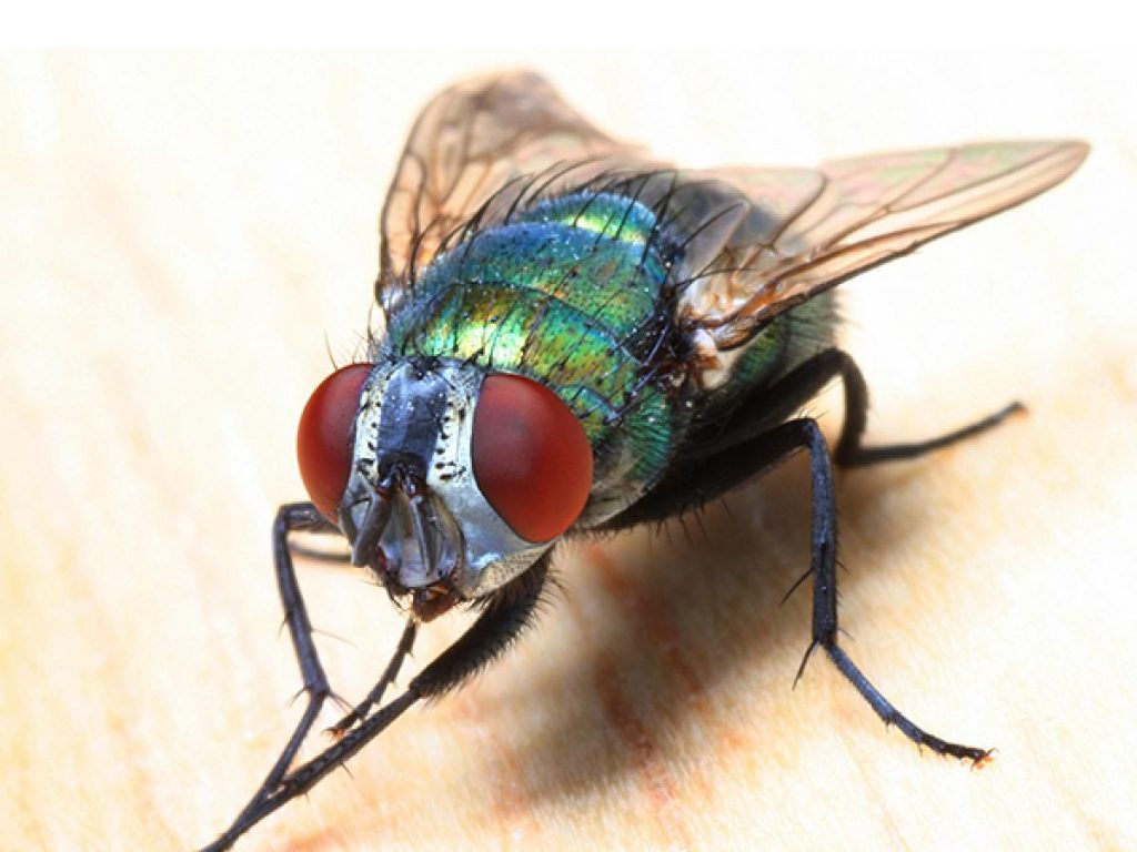 Fly bait application