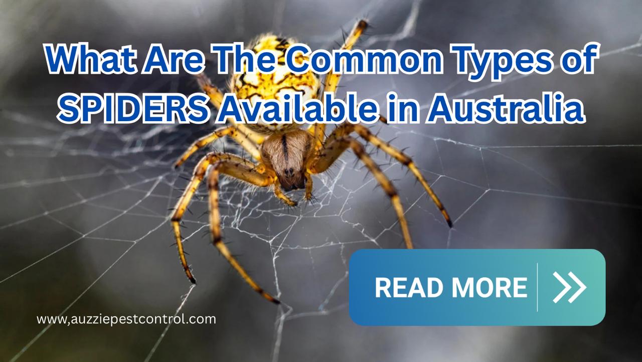 What are the common types of spiders available in Australia?