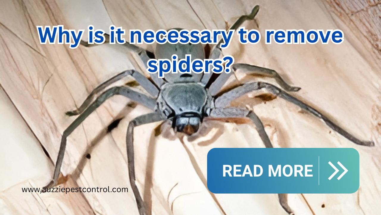Why is it necessary to remove spiders? How does a professional pest control company remove spiders from your property?
