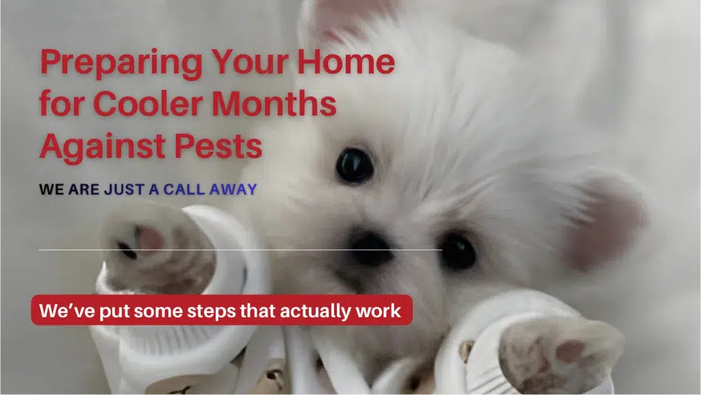 Preparing Your Home for Cooler Months Against Pests
