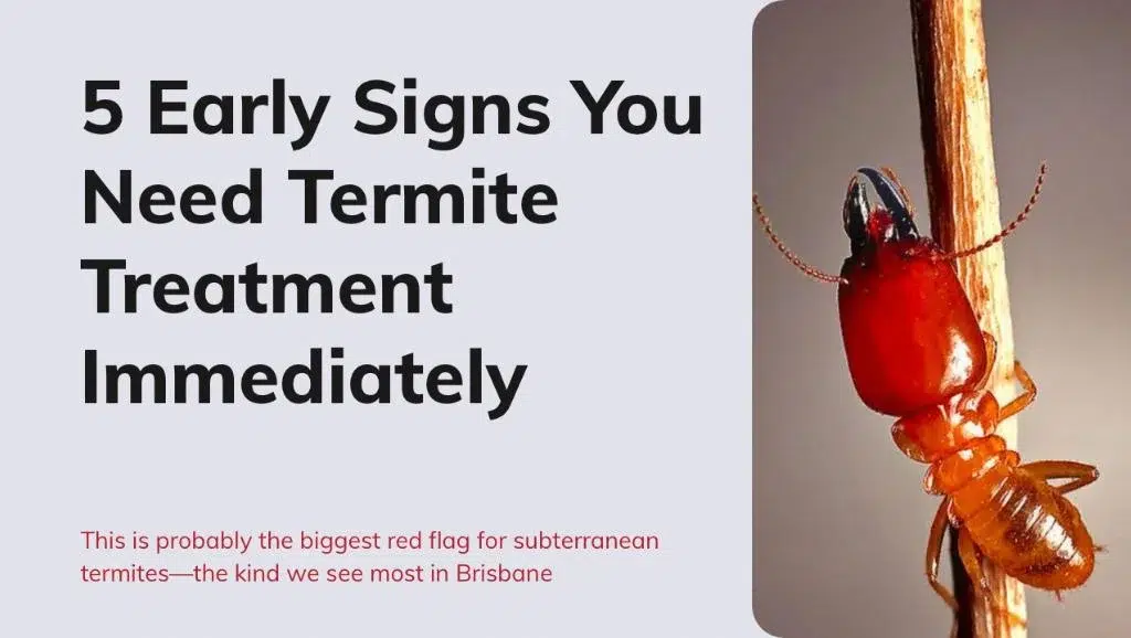 5 Early Signs You Need Termite Treatment Immediately