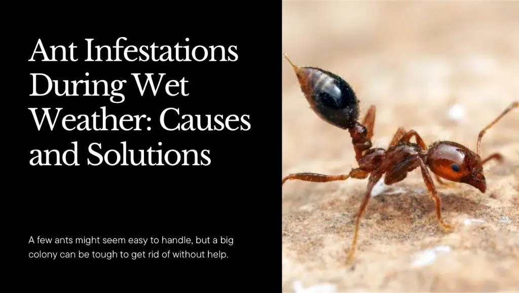 Ant Infestations During Wet Weather: Causes and Solutions