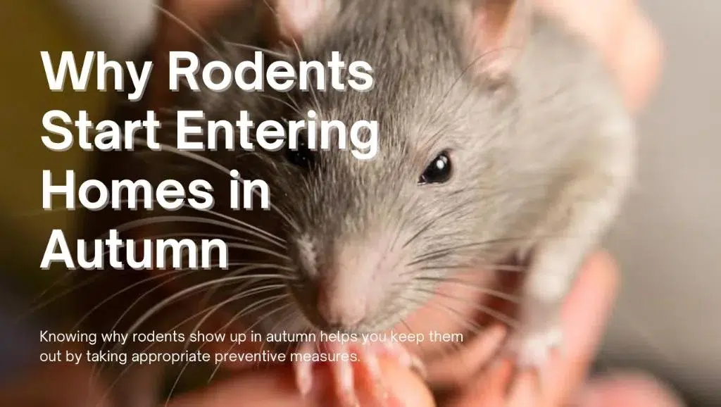 Why Rodents Start Entering Homes in Autumn
