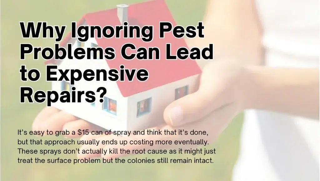 Why Ignoring Pest Problems Can Lead to Expensive Repairs?