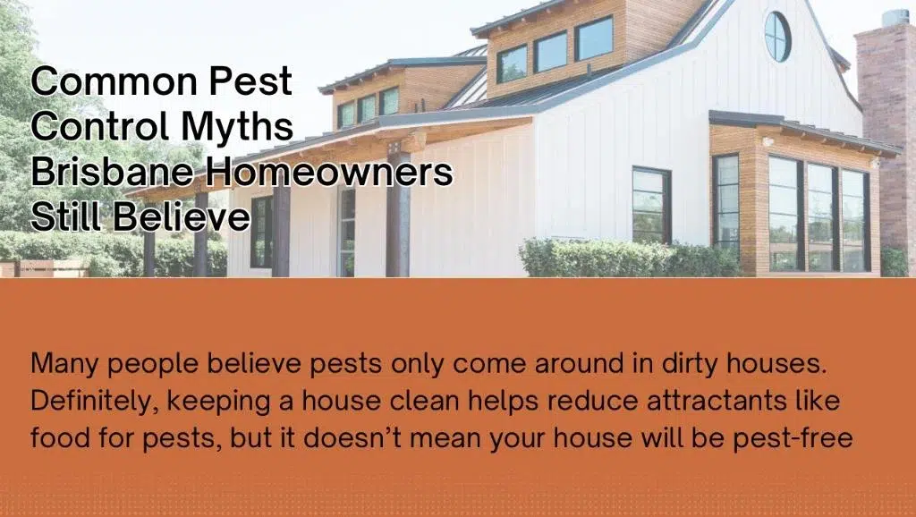 Common Pest Control Myths Brisbane Homeowners Still Believe