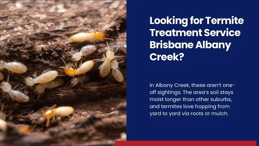 Looking for Termite Treatment Service Brisbane Albany Creek?