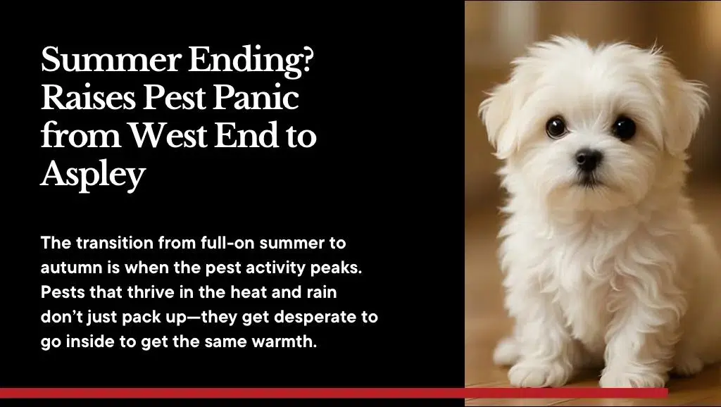 Summer Ending? Raises Pest Panic from West End to Aspley