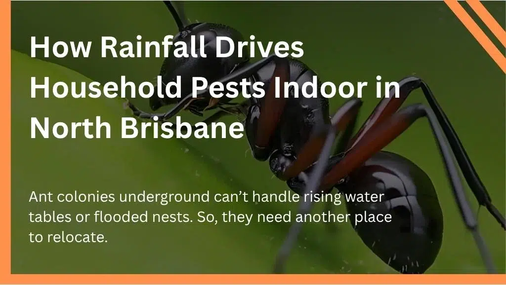 How Rainfall Drives Household Pests Indoor in North Brisbane