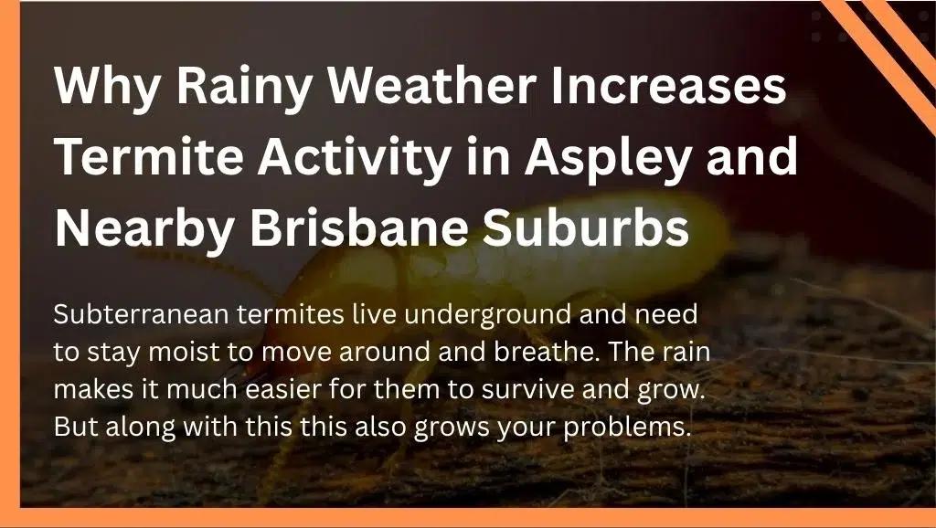 Why Rainy Weather Increases Termite Activity in Aspley and Nearby Brisbane Suburbs