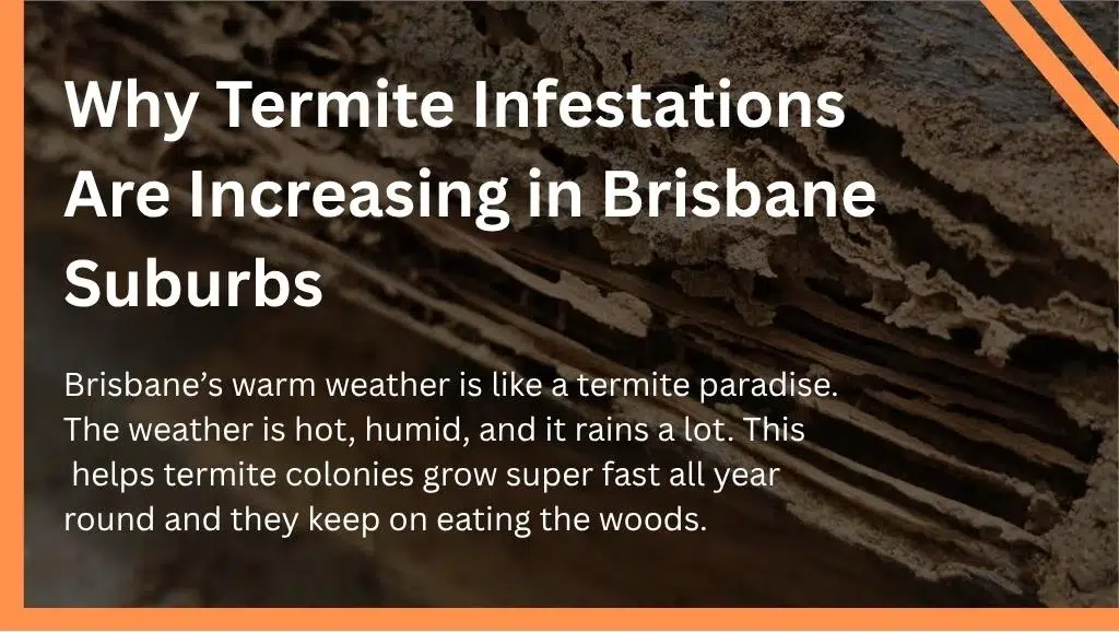 Why Termite Infestations Are Increasing in Brisbane Suburbs